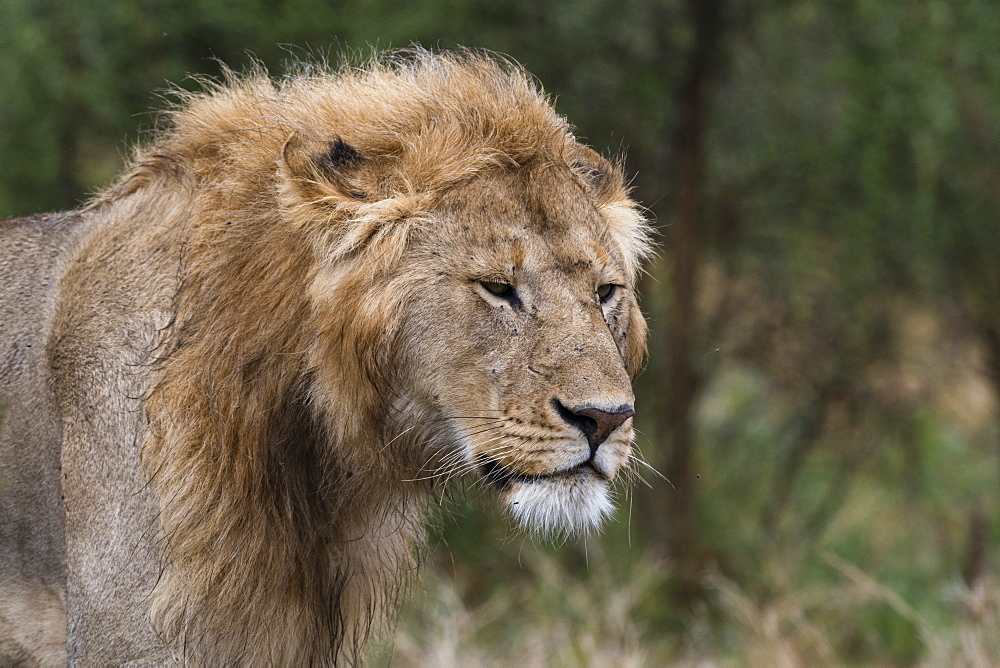 Lion (Panthera leo), Ndutu, Ngorongoro Conservation Area, Serengeti, Tanzania, East Africa, Africa