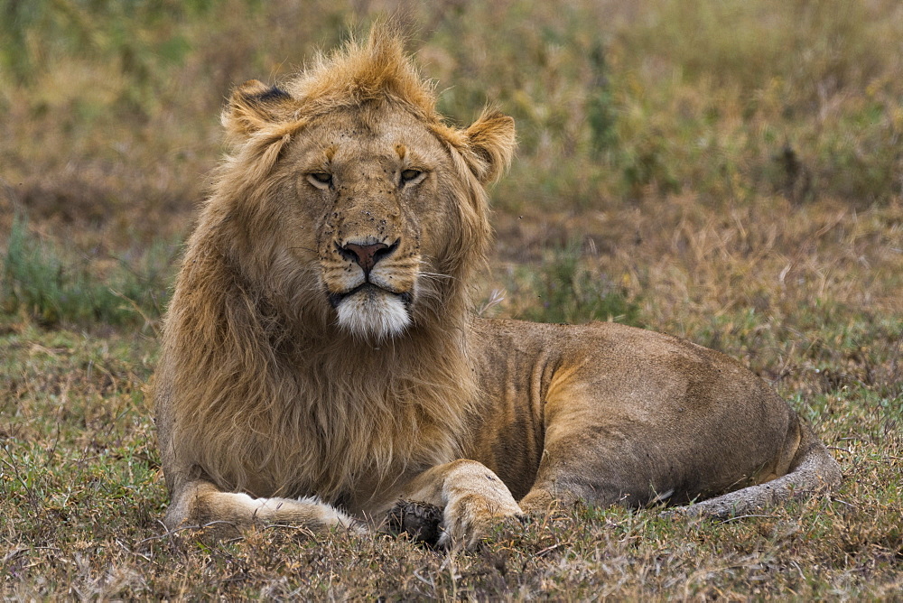 Lion (Panthera leo), Ndutu, Ngorongoro Conservation Area, Serengeti, Tanzania, East Africa, Africa