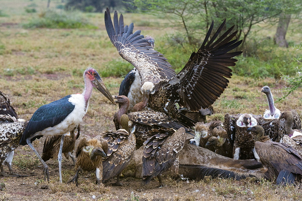 White-backed vultures (Gyps africanus) and marabou stork (Leptoptilos crumeniferus), Ndutu, Serengeti, Tanzania, East Africa, Africa