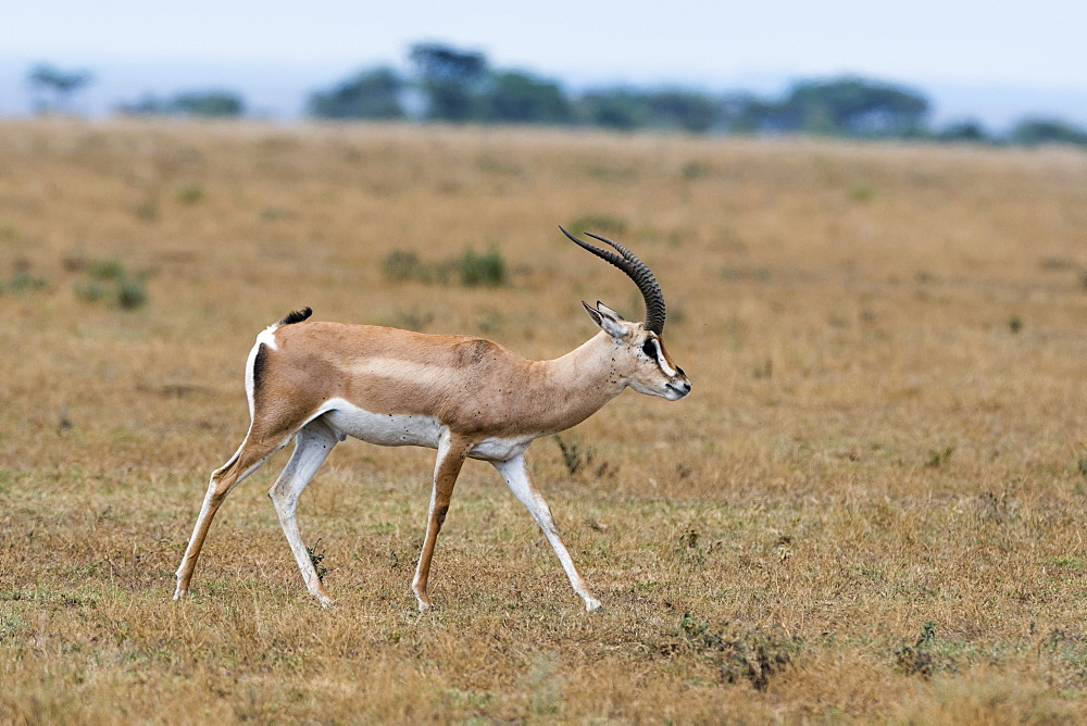 A Grant's gazelle (Nanger granti) walking, Tanzania, East Africa, Africa