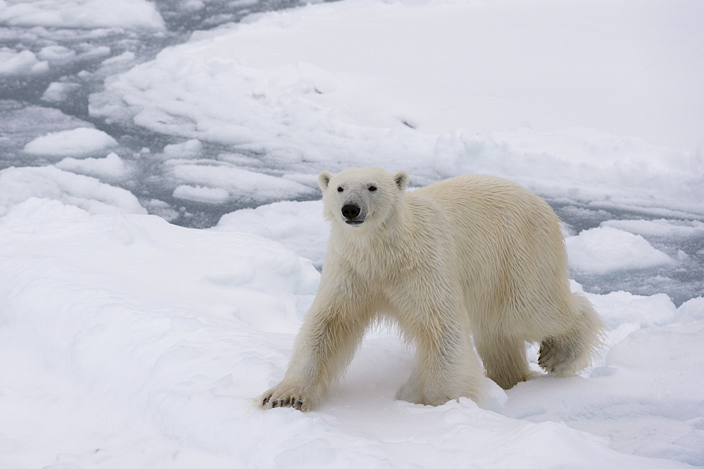 Polar bear (Ursus maritimus), Polar Ice Cap, 81 degrees, north of Spitsbergen, Arctic, Norway, Europe