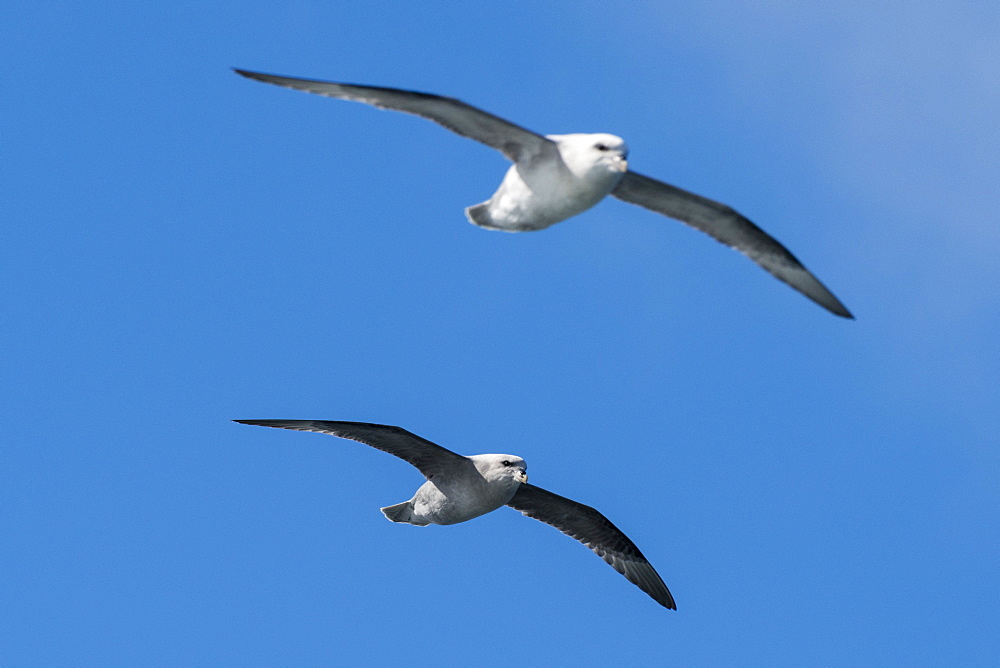 Two northern fulmars (Fulmarus glaciali) in flight, Svalbard, Arctic, Norway, Europe