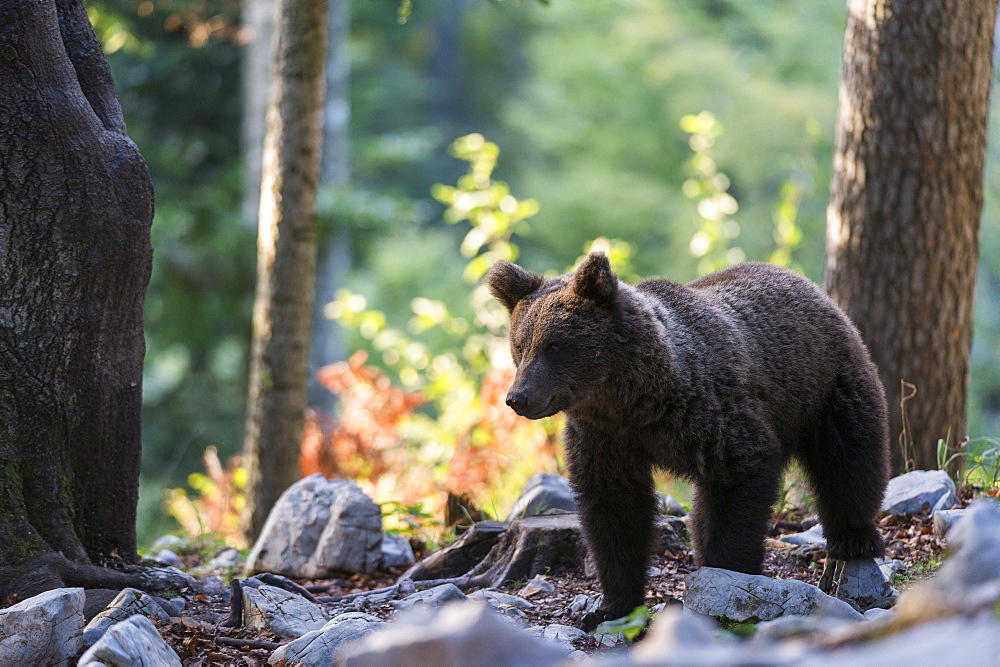 European brown bear (Ursus arctos), Notranjska forest, Slovenia, Europe