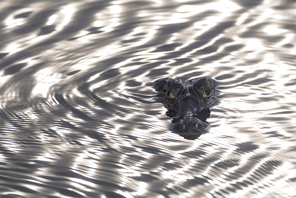 A jacare caiman (Caiman yacare) at surface of water, Mato Grosso, Brazil, South America