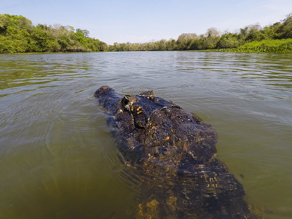 A jacare caiman (Caiman yacare) patrols the Rio Claro, Mato Grosso, Brazil, South America