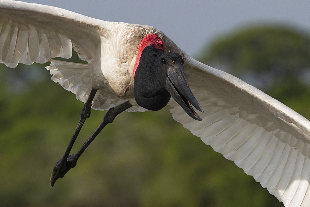 A jabiru (Jabiru mycteria) in flight, Mato Grosso, Brazil, South America