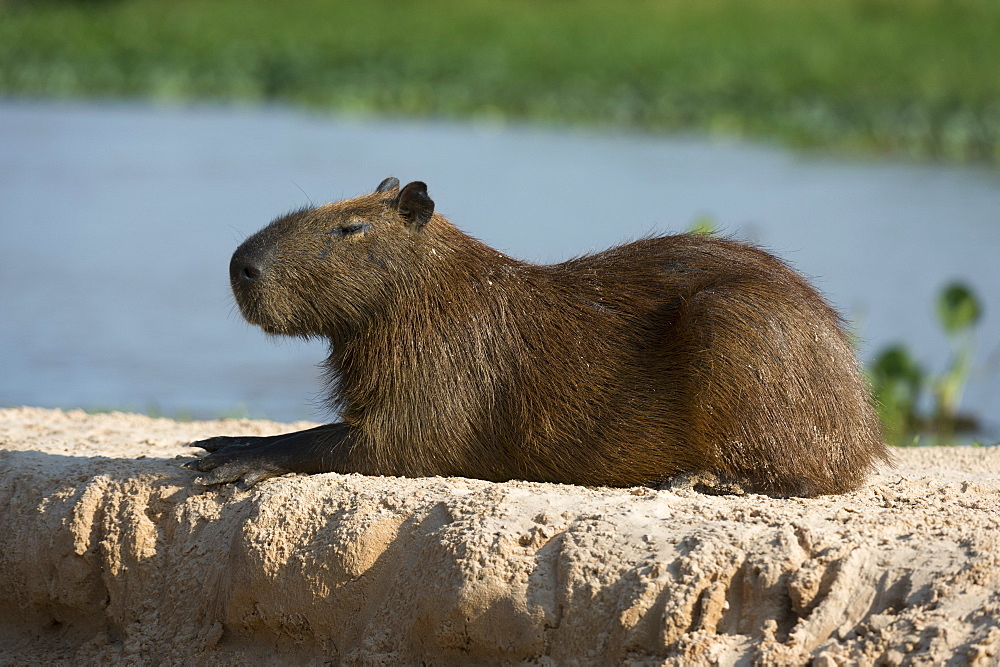 A capybara (Hydrochaerus hydrochaeris) resting, Mato Grosso, Brazil, South America