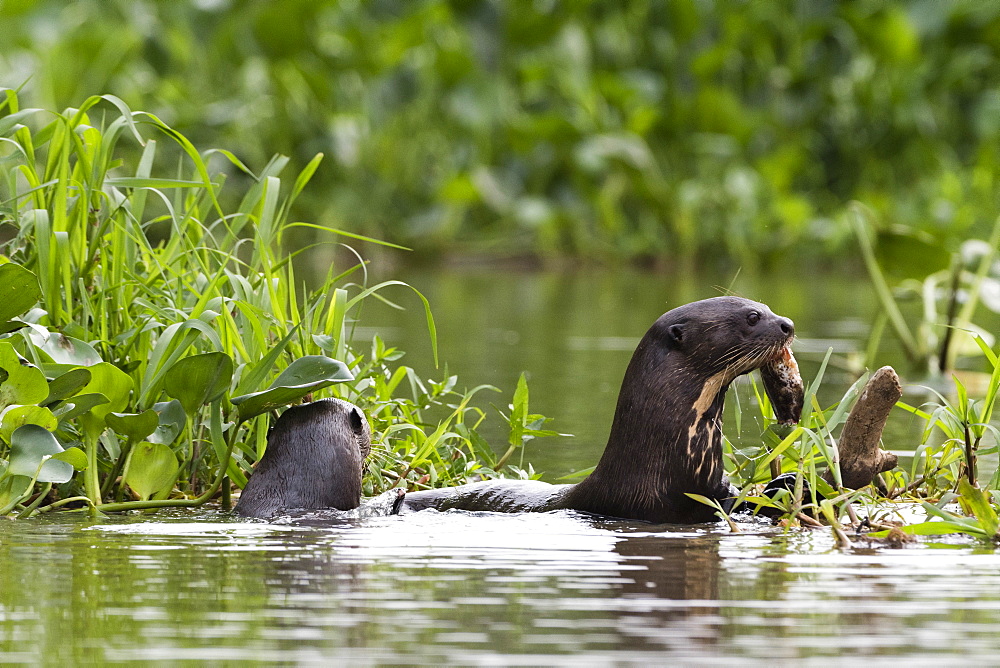 Giant otter (Pteronura brasiliensis), Pantanal, Mato Grosso, Brazil, South America