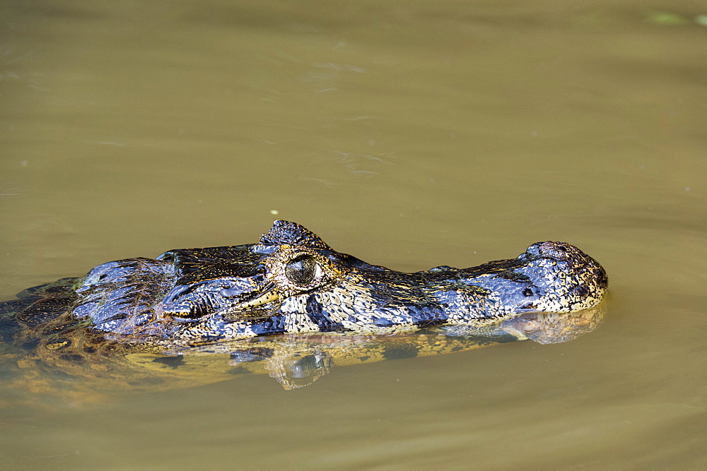 Jacare Caiman (Caiman yacare), Pantanal, Mato Grosso, Brazil, South America