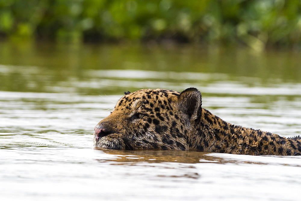 A jaguar (Panthera onca) swimming in the river, Mato Grosso, Brazil, South America