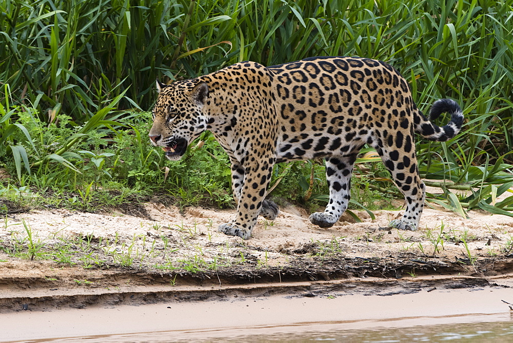 A jaguar (Panthera onca) walking on a sandy river bank, Mato Grosso, Brazil, South America