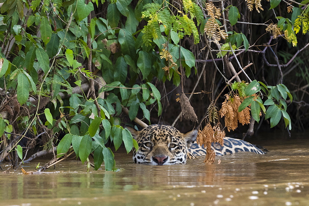 A jaguar (Panthera onca) hiding along the river bank, Mato Grosso, Brazil, South America