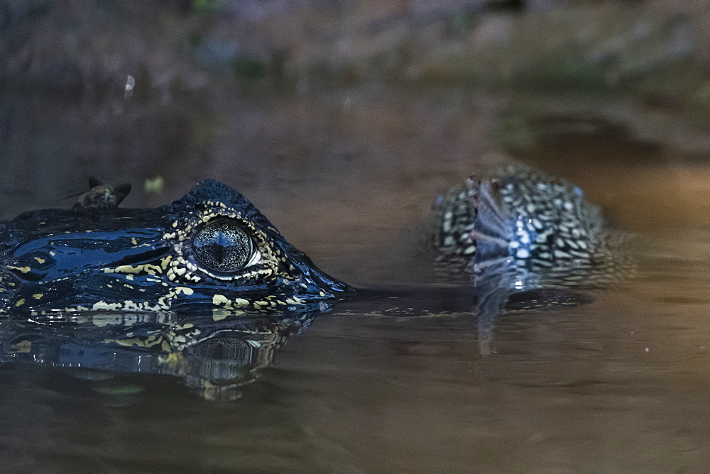 Jacare Caiman (Caiman yacare), Pantanal, Mato Grosso, Brazil, South America