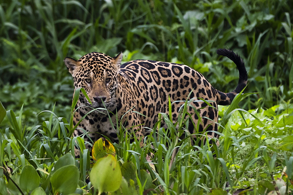 A jaguar (Panthera onca) walking in the tall grass, Mato Grosso, Brazil, South America