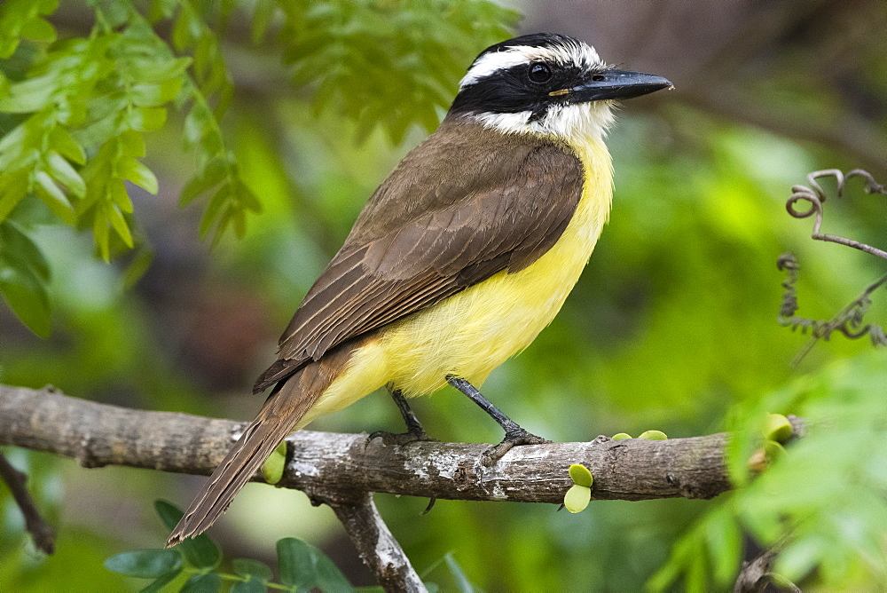 A lesser kiskadee (Pitangus lictor) perching on a branch, Mato Grosso, Brazil, South America