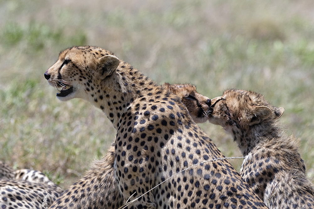 A female cheetah (Acybonix jubatus) with her two cubs, Tanzania, East Africa, Africa