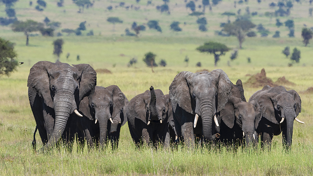 African elephant herd (Loxodonta africana) walking in the Serengeti, UNESCO World Heritage Site, Tanzania, East Africa, Africa