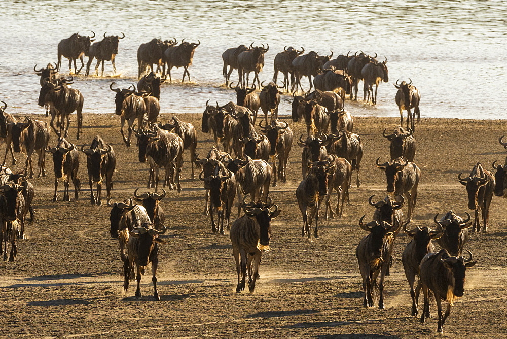 Migrating wildebeest (Chonnochaetes tautinus) crossing Lake Ndutu, Serengeti, UNESCO World Heritage Site, Tanzania, East Africa, Africa