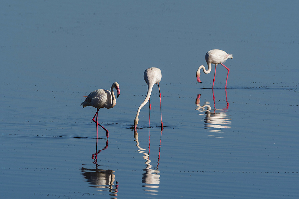 Greater Flamingo (Phoenicopterus roseus), Lake Ndutu, Ngorongoro Conservation Area, UNESCO World Heritage Site, Tanzania, East Africa, Africa