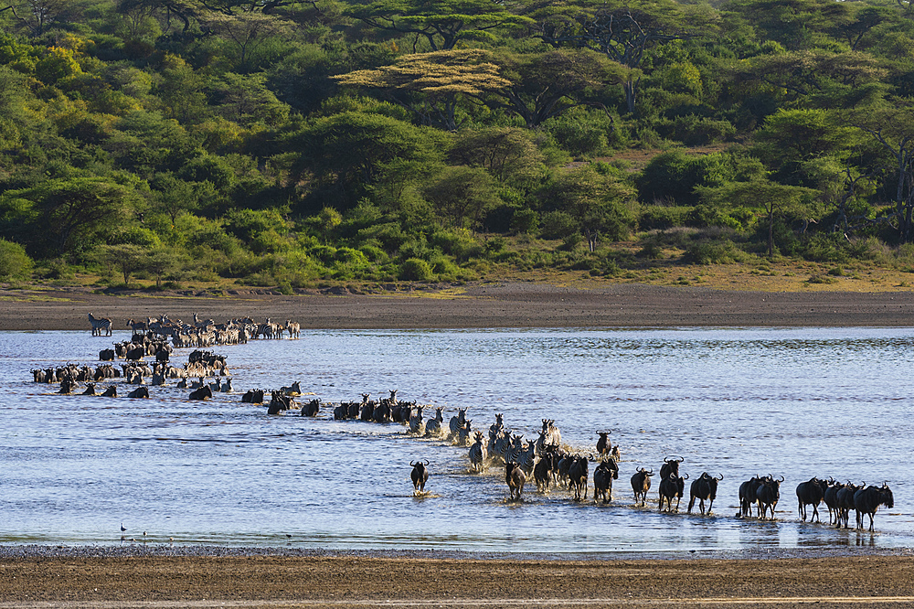 Migrating plains zebras (Equus quagga) and wildebeests (Connochaetes taurinus), crossing Lake Ndutu, Serengeti, UNESCO World Heritage Site, Tanzania, East Africa, Africa