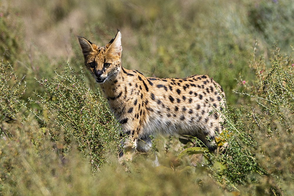 Serval (Leptailurus serval), Ndutu, Ngorongoro Conservation Area, UNESCO World Heritage Site, Tanzania, East Africa, Africa