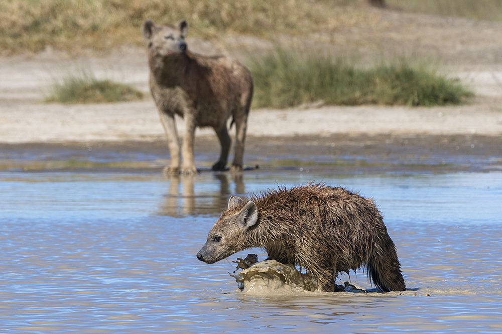 Spotted hyaenas (Crocura crocuta) walking in the water, Tanzania, East Africa, Africa