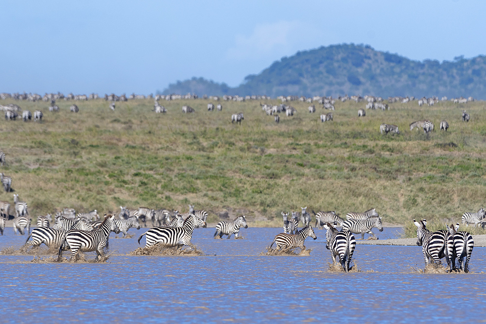 Plains zebras (Equus quagga), Ndutu, Serengeti, UNESCO World Heritage Site, Tanzania, East Africa, Africa