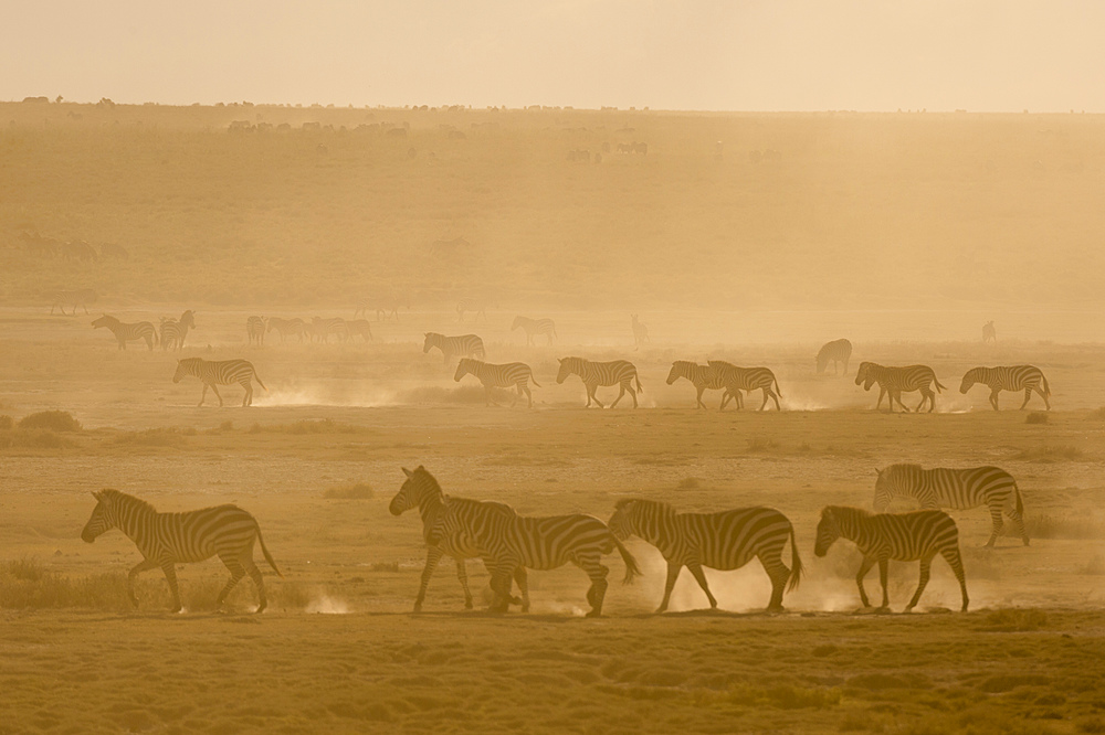 Plains zebras (Equus quagga) walking in dust at sunset in the Hidden Valley, Tanzania, East Africa, Africa