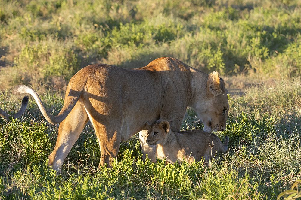 Lioness (Panthera leo) and its cub, Ndutu, Ngorongoro Conservation Area, UNESCO World Heritage Site, Tanzania, East Africa, Africa