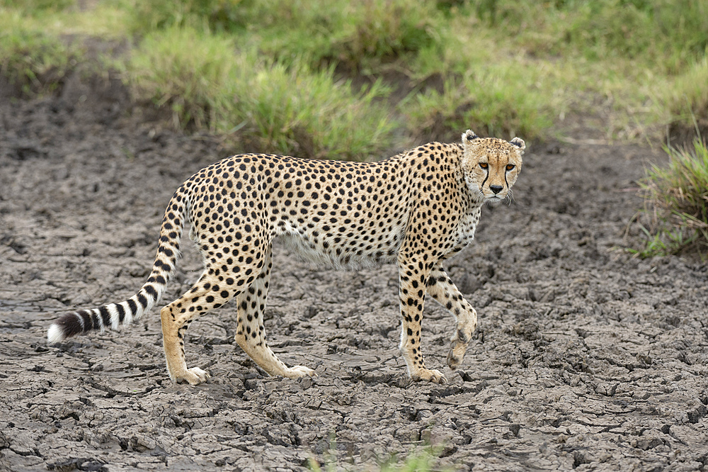 Cheetah (Acynonix jubatus), Seronera, Serengeti National Park, UNESCO World Heritage Site, Tanzania, East Africa, Africa