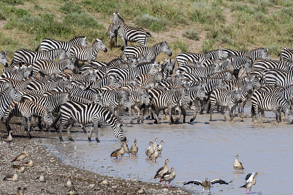 A herd of plains zebras (Equus quagga) drinking at Hidden Valley lake, Tanzania, East Africa, Africa