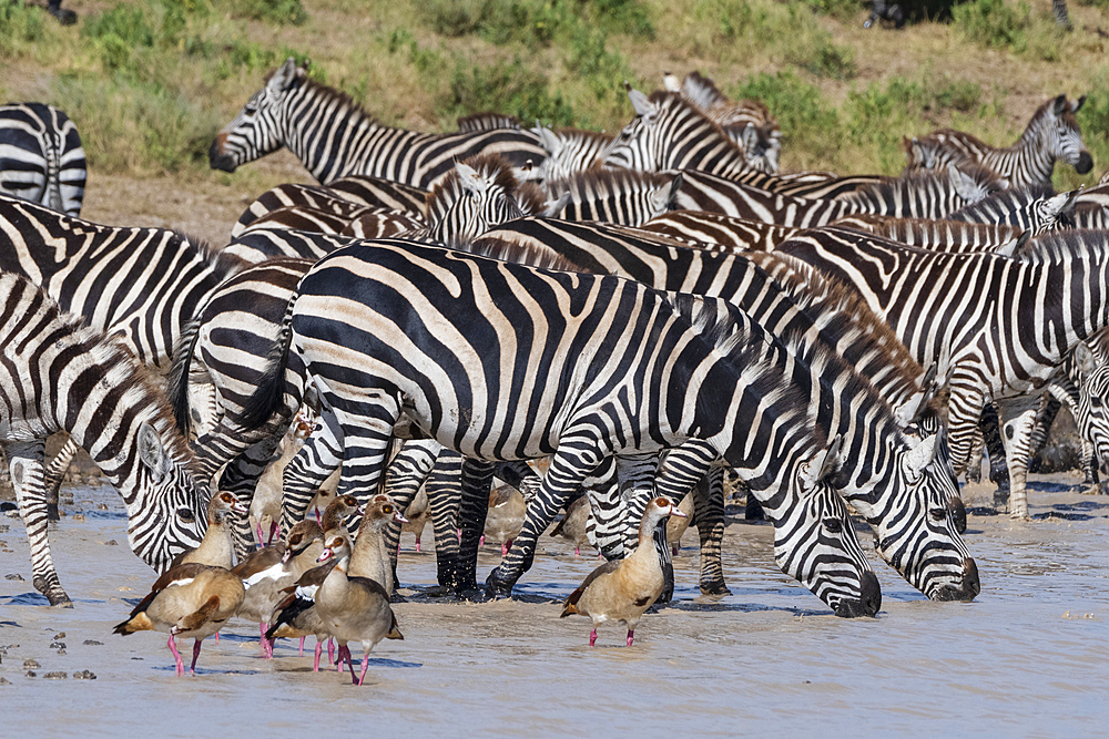 Plains zebras (Equus quagga), Ndutu, Serengeti, UNESCO World Heritage Site, Tanzania, East Africa, Africa