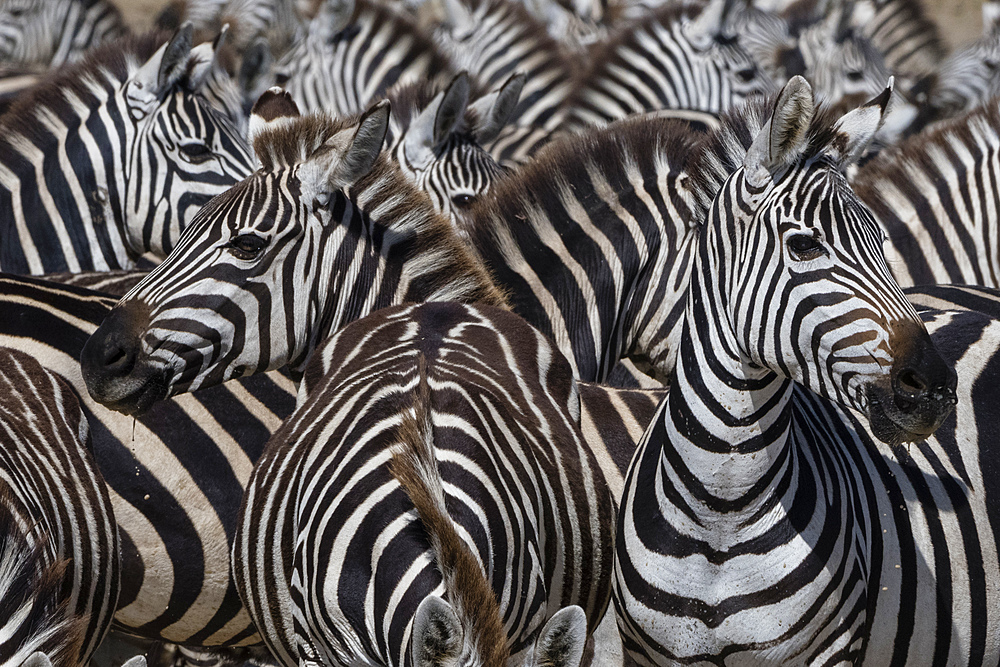 A herd of plains zebras (Equus quagga) in the Hidden Valley, Tanzania, East Africa, Africa