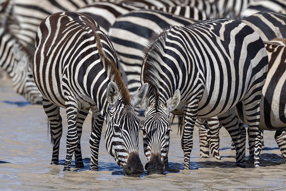 Plains zebras (Equus quagga), Ndutu, Serengeti, UNESCO World Heritage Site, Tanzania, East Africa, Africa