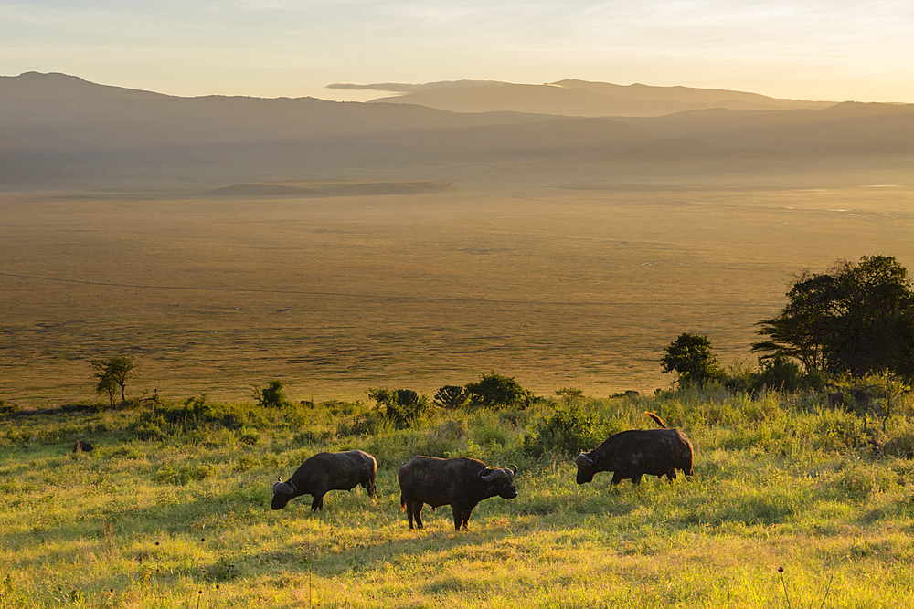 Cape buffalo (Syncerus caffer) grazing in the Ngorongoro Crater, UNESCO World Heritage Site, Tanzania, East Africa, Africa