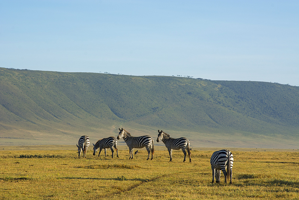 Common zebras (Equus quagga) in the Ngorongoro Crater, Ngorongoro Conservation Area, UNESCO World Heritage Site, Tanzania, East Africa, Africa