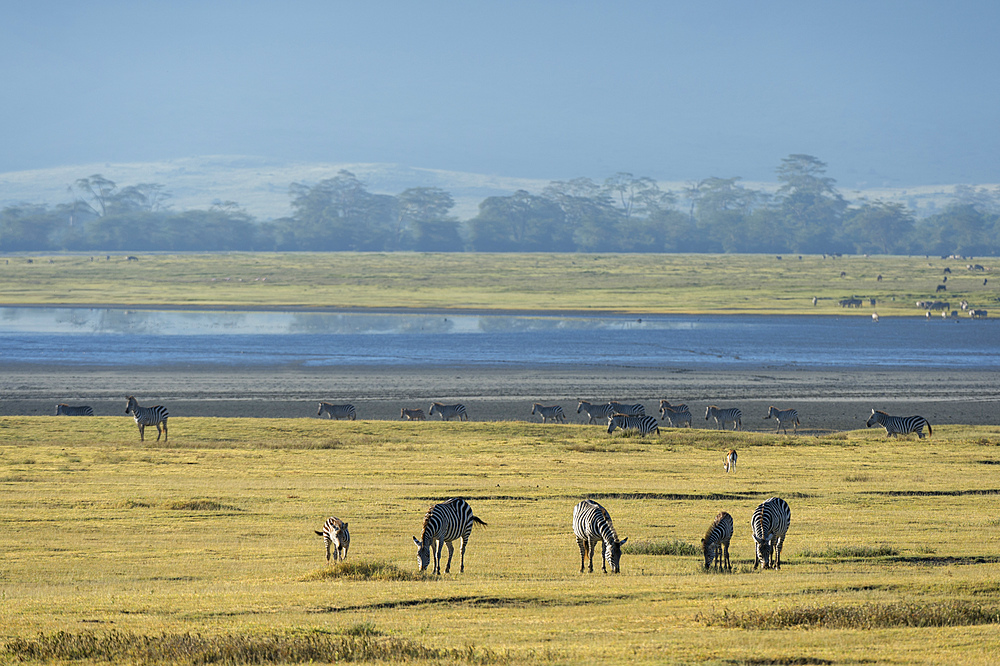 Common zebras (Equus quagga) in the Ngorongoro crater, Ngorongoro Conservation Area, UNESCO World Heritage Site, Tanzania, East Africa, Africa