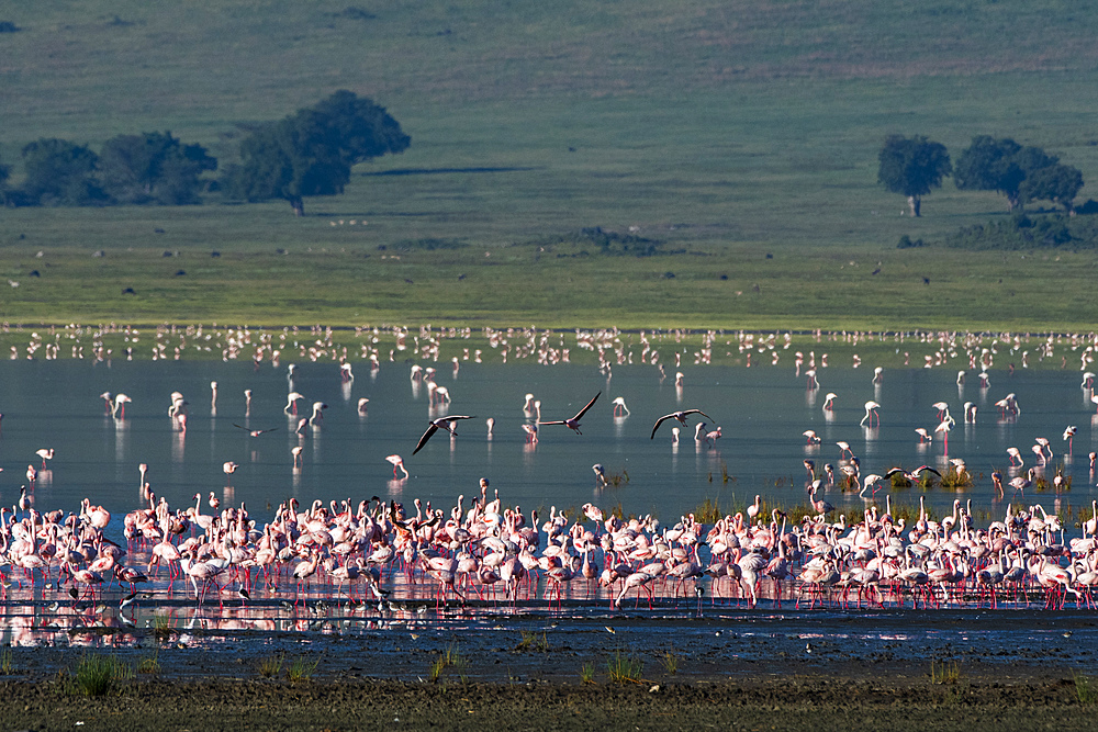 Lesser flamingos (Phoenicopterus minor) feeding on crater lake, Tanzania, East Africa, Africa