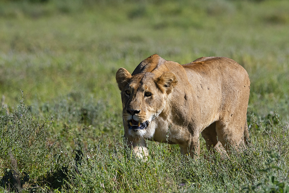 Lioness (Panthera leo), Ngorongoro crater, Ngorongoro Conservation Area, UNESCO World Heritage Site, Tanzania, East Africa, Africa