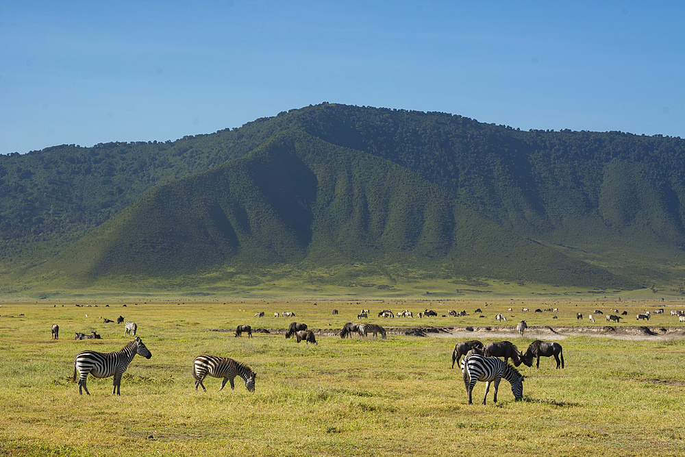 Common zebras (Equus quagga) in the Ngorongoro crater, Ngorongoro Conservation Area, UNESCO World Heritage Site, Tanzania, East Africa, Africa