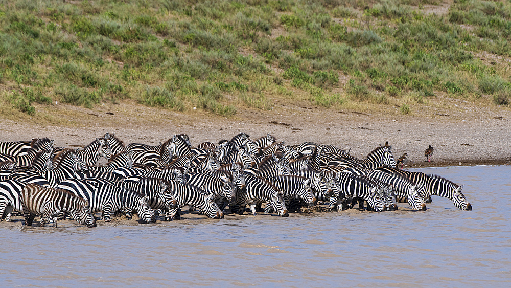 A herd of plains zebras (Equus quagga) drinking at Hidden Valley lake, Tanzania, East Africa, Africa