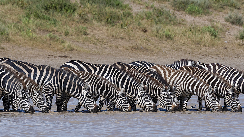 A herd of plains zebras (Equus quagga) drinking at Hidden Valley lake, Tanzania, East Africa, Africa