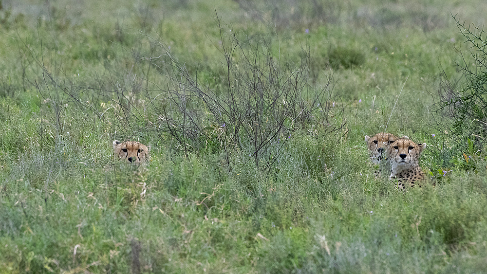 Cheetah (Acynonix jubatus), Seronera, Serengeti National Park, UNESCO World Heritage Site, Tanzania, East Africa, Africa