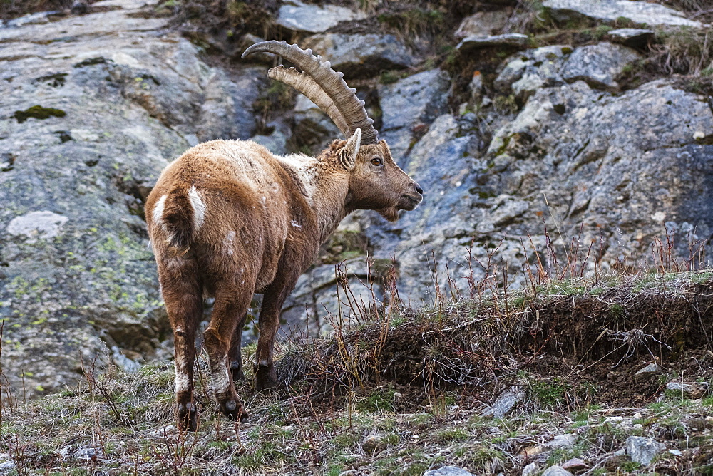 Alpine ibex (capra ibex), Valsavarenche, Gran Paradiso National Park, Aosta Valley, Italy, Europe