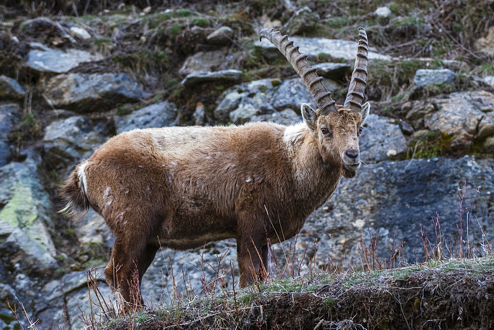 Alpine ibex (capra ibex), Valsavarenche, Gran Paradiso National Park, Aosta Valley, Italy, Europe