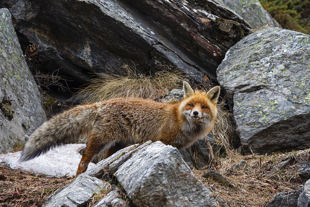 Red fox (Vulpes vulpes), Valsavarenche, Gran Paradiso National Park, Aosta Valley, Italy, Europe