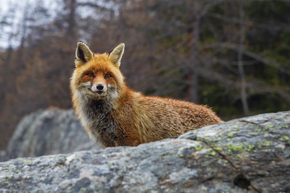 Red fox (Vulpes vulpes), Valsavarenche, Gran Paradiso National Park, Aosta Valley, Italy, Europe