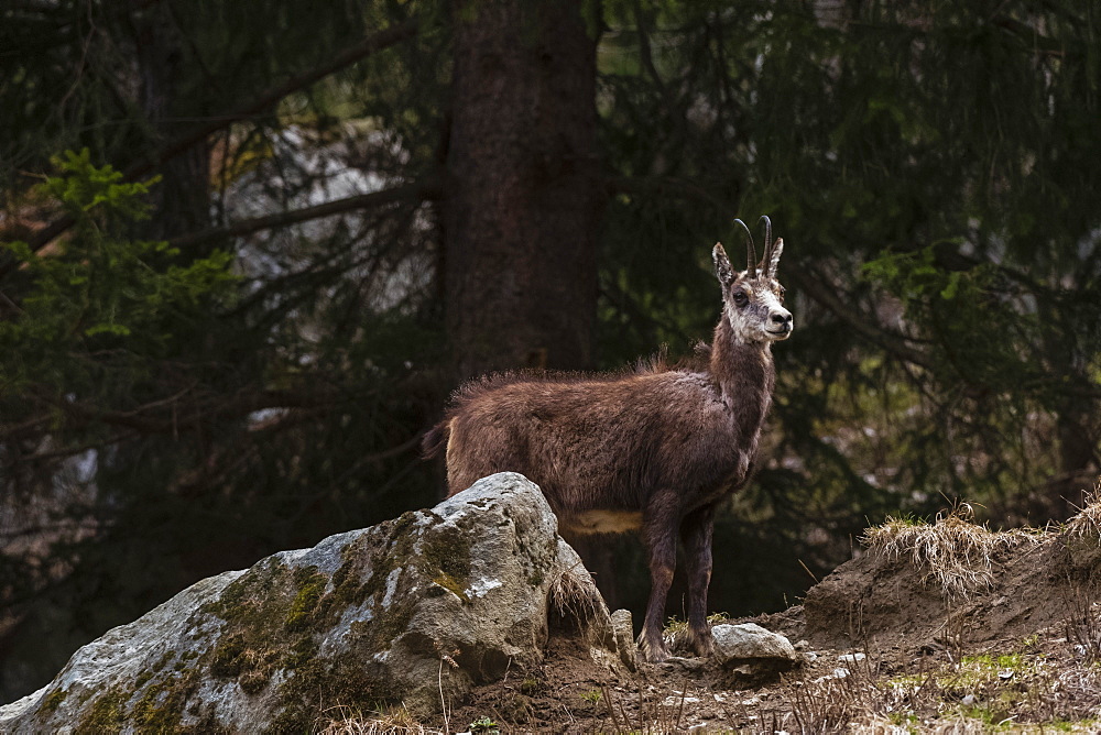 Alpine Chamois (Rupicapra rupicapra), Valsavarenche, Gran Paradiso National Park, Aosta Valley, Italy, Europe