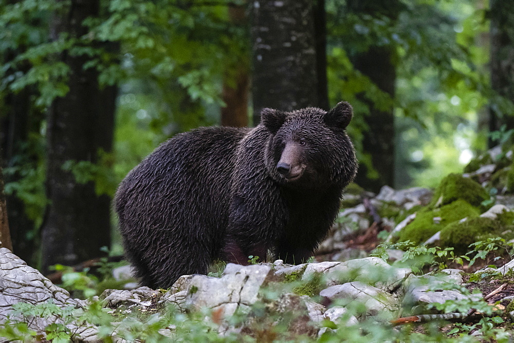 European brown bear (Ursus arctos), Notranjska forest, Slovenia, Europe