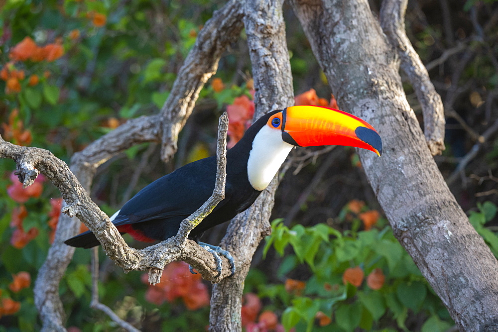 Toco toucan (Ramphastos toco), Pantanal, Mato Grosso do Sul, Brazil, South America